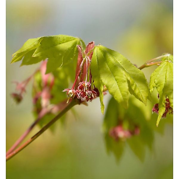 Weinblatt Ahorn 80-100cm - Acer circinatum günstig online kaufen