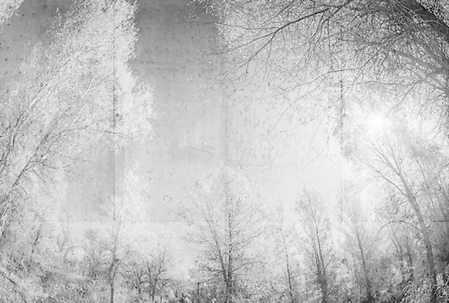 Architects Paper Fototapete »Atelier 47 Forest Glade 1« Wald glatt Vlies, W günstig online kaufen