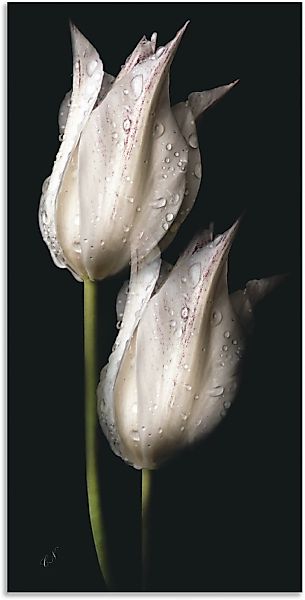 Artland Wandbild »Weiße Tulpen in der Nacht« Blumenbilder 1 Stk. tlg. als A günstig online kaufen