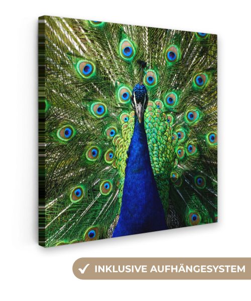 OneMillionCanvasses® Leinwandbild Pfau - Federn - günstig online kaufen