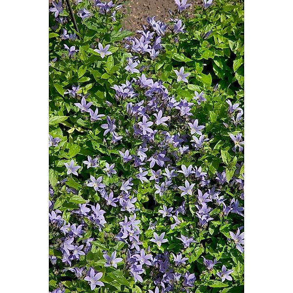 Campanula Lactiflora Pouffe Dolden Glockenblume Ca 9x9 cm Topf günstig online kaufen