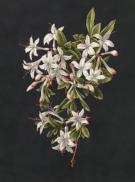 living walls Fototapete »Walls by Patel Midnight Garden« glatt Vlies, Wand günstig online kaufen