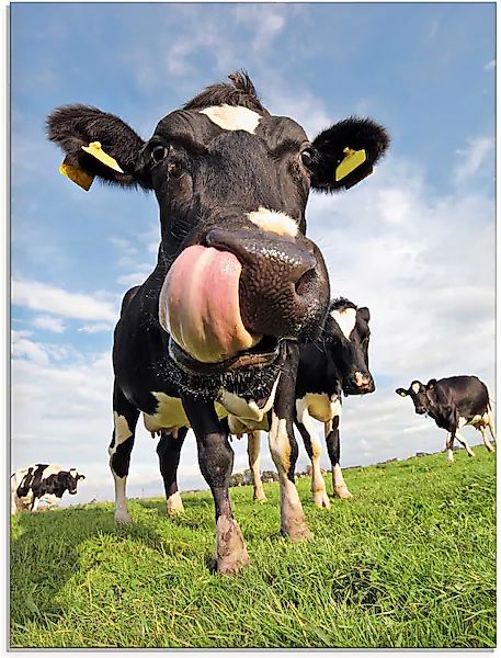 Artland Glasbild »Holstein-Kuh mit gewaltiger Zunge« Haustiere 1 Stk. tlg. günstig online kaufen