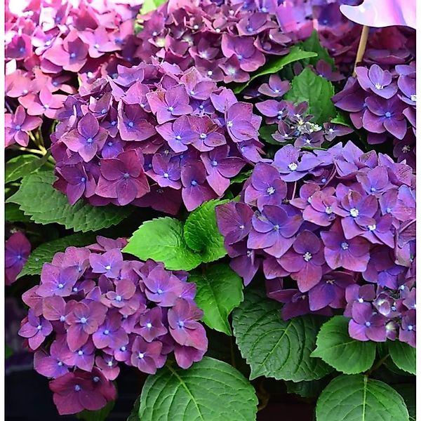 Bauernhortensie Frisbee Purple 30-40cm - Hydrangea macrophylla günstig online kaufen