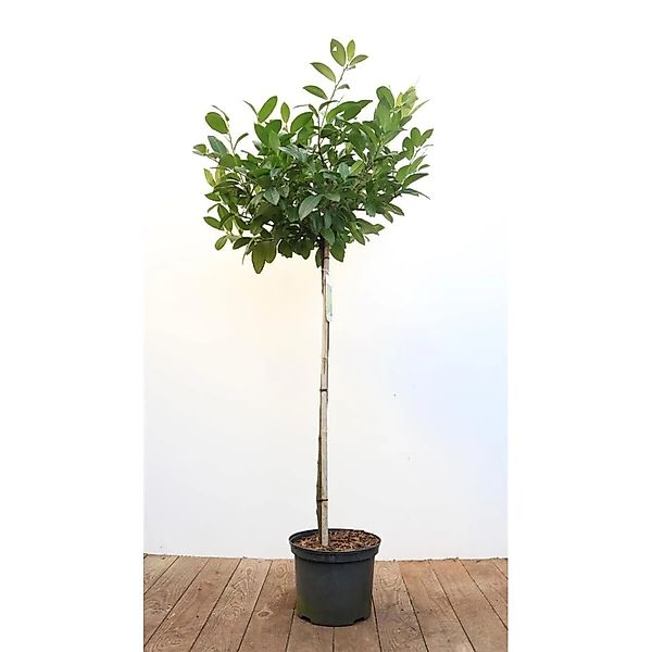 Prunus,aurocerasus 'Piri' 80 cm Stammhöhe günstig online kaufen