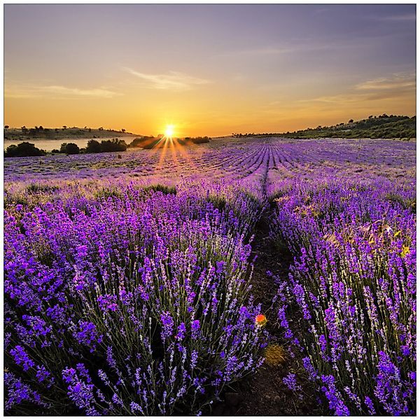 Wallario Glasbild, Sonnenuntergang über dem Lavendel, günstig online kaufen