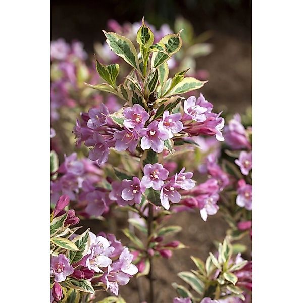 Weigela Florida Magical Rainbow Weigelie Buntes Laub 30–40 cm günstig online kaufen