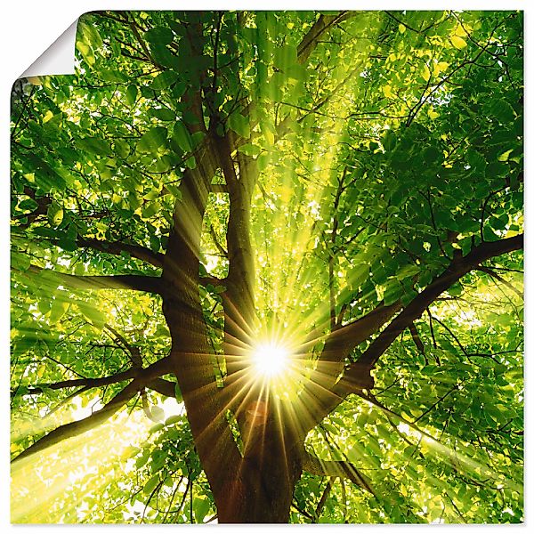 Artland Wandbild "Sonne strahlt explosiv durch den Baum" Bäume 1 Stk. tlg. günstig online kaufen