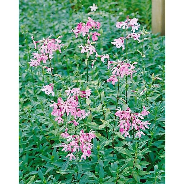 Saponaria Officinalis Echtes Seifenkraut Ca. 9x9 cm Topf günstig online kaufen