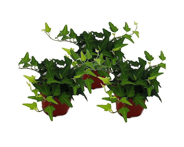 Exotenherz Zimmerpflanze 3er Set Hedera helix grünlaubig 9cm Topf günstig online kaufen