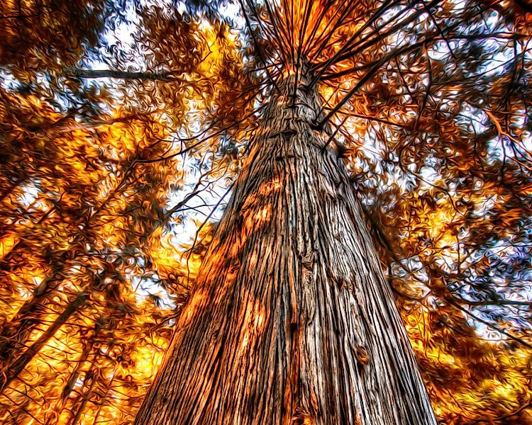 Fototapete "Glhender Baum" 4,00x2,50 m / Glattvlies Perlmutt günstig online kaufen