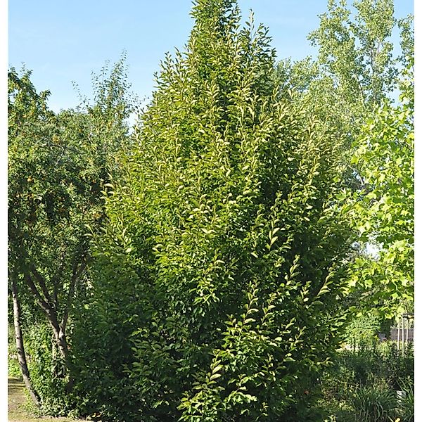 Säulen Hainbuche 125-150cm - Carpinus betulus Fastigiata günstig online kaufen