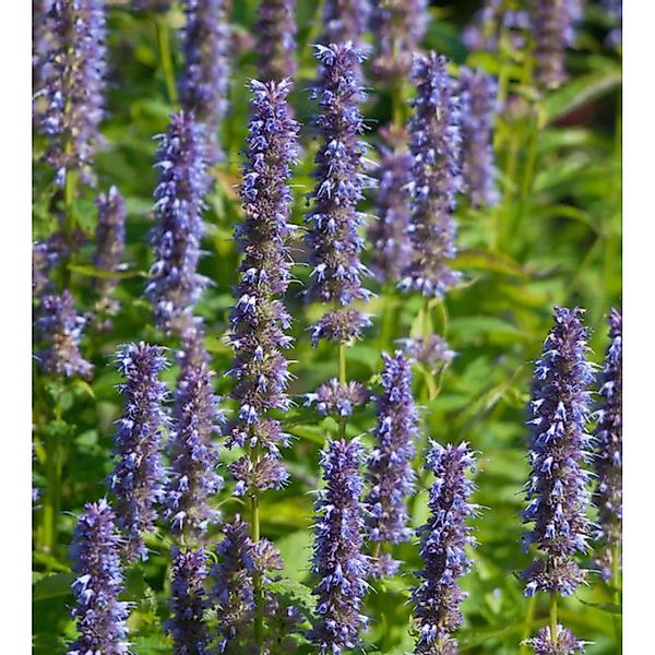 Mexikonessel Blue Fortune - Agastache rugosa günstig online kaufen