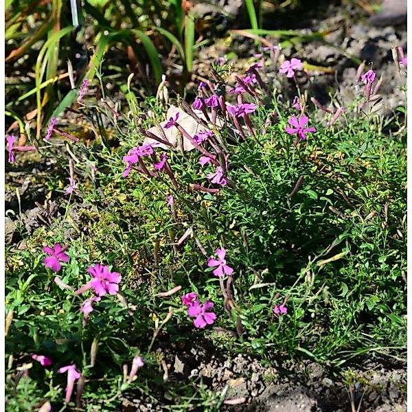 Leimkraut Persian Carpet - Silene schafta günstig online kaufen