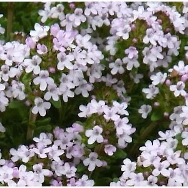 Orangen Thymian - Thymus vulgaris günstig online kaufen