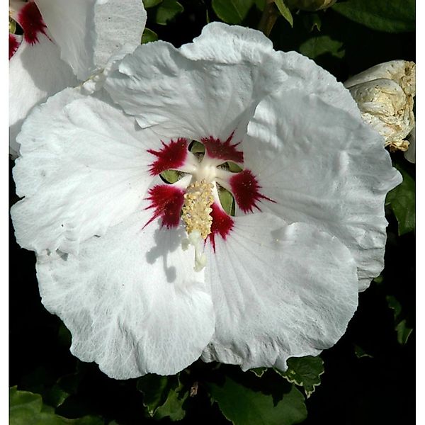 Rosen Eibisch Red Heart 30-40cm - Hibiscus syriacus günstig online kaufen