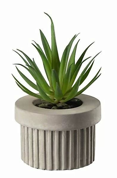 ASA Kunstpflanzen & -blumen Sukkulente VI im grauen Betontopf grün 7 cm (gr günstig online kaufen