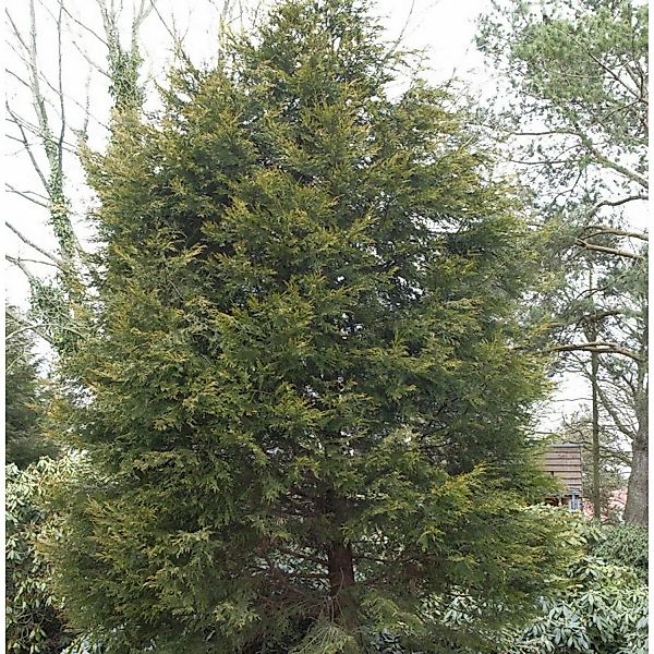 Gelbe Leyland Zypresse Castlewellan Gold 80-100cm - Cupressocyparis leyland günstig online kaufen