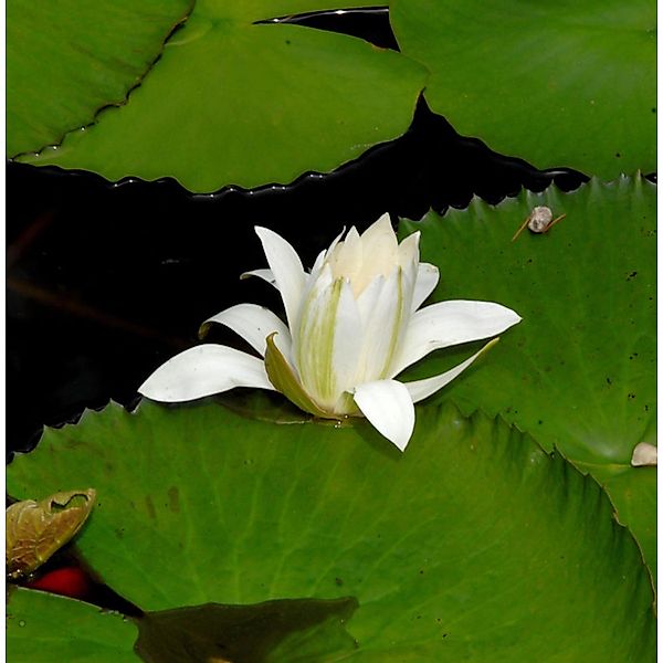 Seerose Marliacea Albida - Nymphaea günstig online kaufen