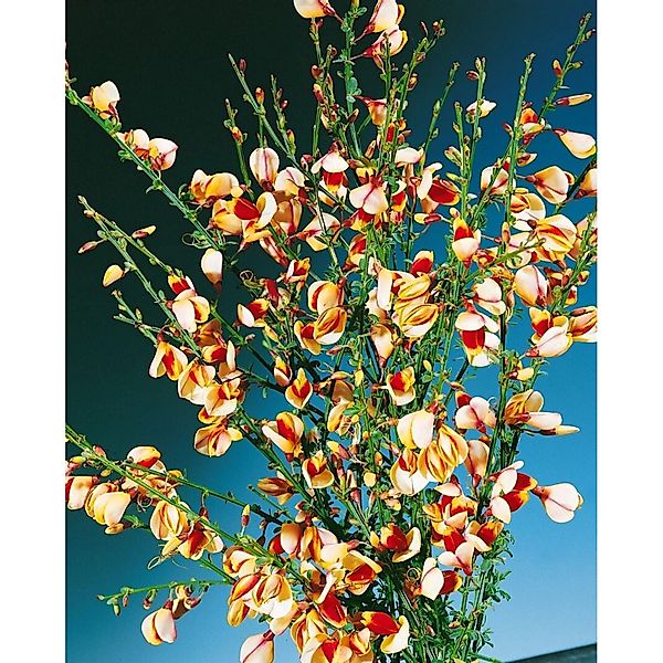 Cytisus Scoparius Besenginster Liza 60-80 cm günstig online kaufen