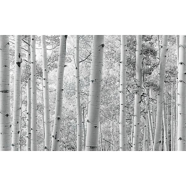 Vlies Fototapete Espenwald 450x280 cm günstig online kaufen