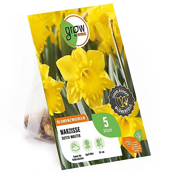 GROW by OBI Narzisse Dutch Master Gelb 5 Stück Narcissus large cupped Dutch günstig online kaufen