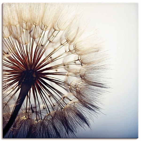 Artland Wandbild "Große Pusteblume" Blumen 1 Stk. tlg. als Alubild, Outdoor günstig online kaufen