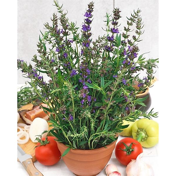 Hyssopus Officinalis Echter Ysop Ca. 9x9 cm Topf günstig online kaufen