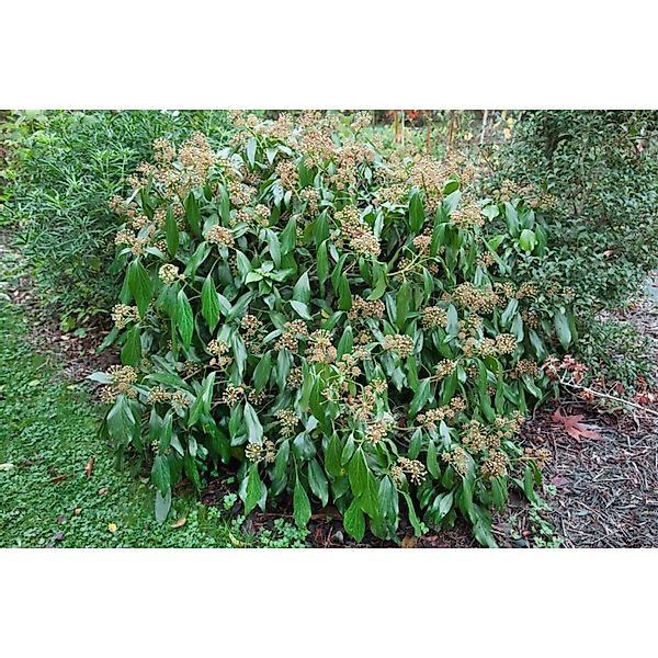 Hedera Colchica Persischer Efeu 40–60 cm günstig online kaufen