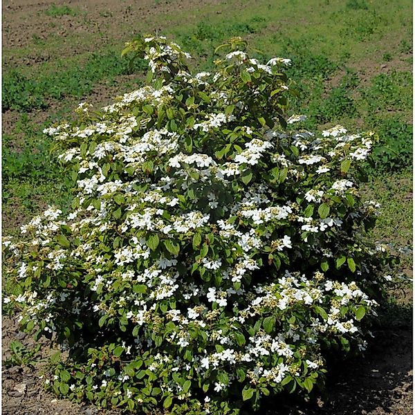 Gefüllter Schneeball Watanabe 60-80cm - Viburnum plicatum günstig online kaufen