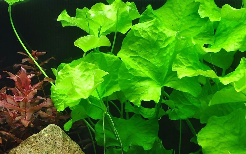 Aquaone Wasserpflanze Aquarium Pflanze Nymphoides hydrophylla Taiwan Nr.041 günstig online kaufen