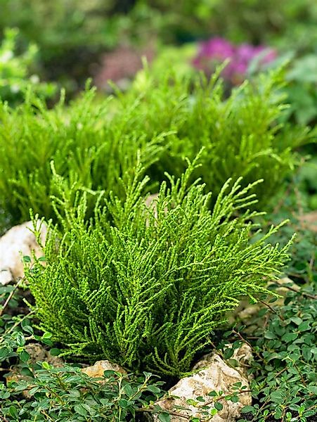 Pflanzen für Dich Gehölze Hebe 'Golden Esk', 1 St., Strauchveronika günstig online kaufen