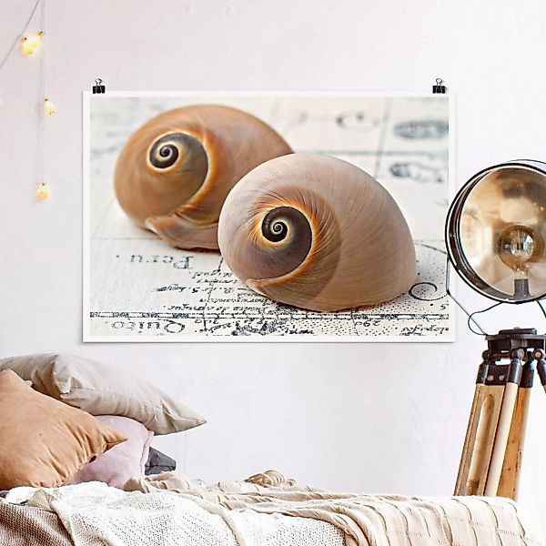 Poster Muschelduo günstig online kaufen