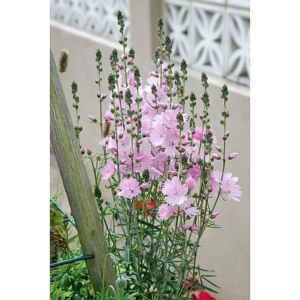 Sidalcea Malviflora Elsie Heugh Rosenmalve Ca. 11x11 cm Topf günstig online kaufen