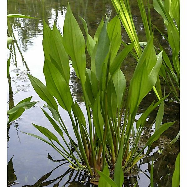 Gewöhnliche Froschlöffel - Alisma plantago günstig online kaufen