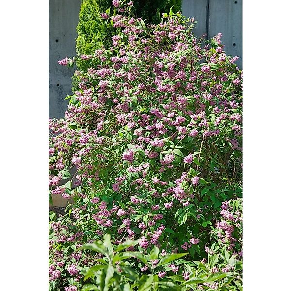 Deutzia 'Strawberry Fields' Maiblumenstrauch 40-60 cm günstig online kaufen