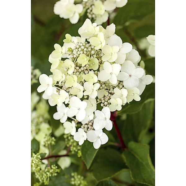 Hydrangea Paniculata Rispenhortensie Vanille-Fraise R 60-100 cm günstig online kaufen