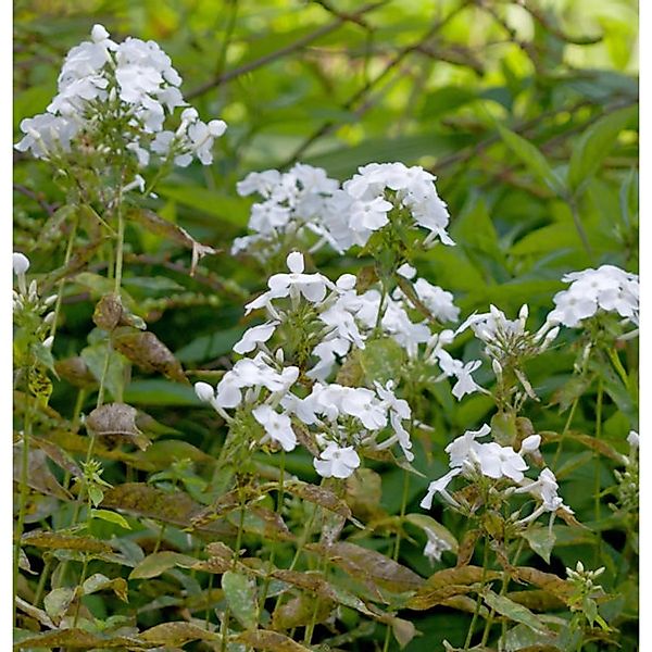 Hohe Flammenblume David - Phlox Paniculata günstig online kaufen