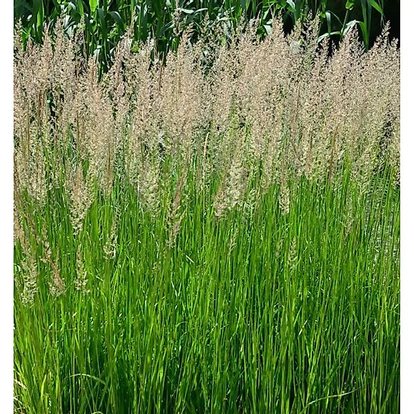 Fasanenschwanzgras - Anemanthele,essoniana günstig online kaufen
