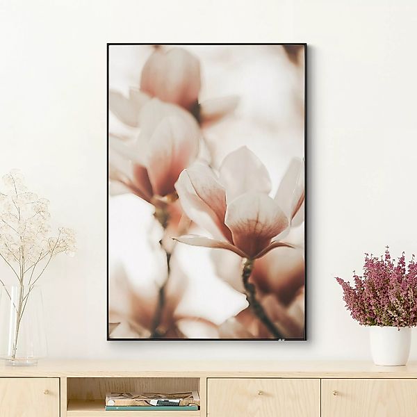 Wechselbild Zarte Magnolienblüten im Lichtspiel günstig online kaufen