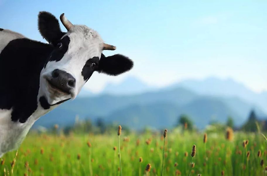 Papermoon Fototapete »Lustige Kuh« günstig online kaufen
