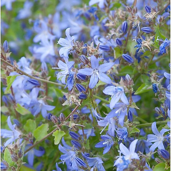 Glockenblume blau - Campanula poscharskyana günstig online kaufen