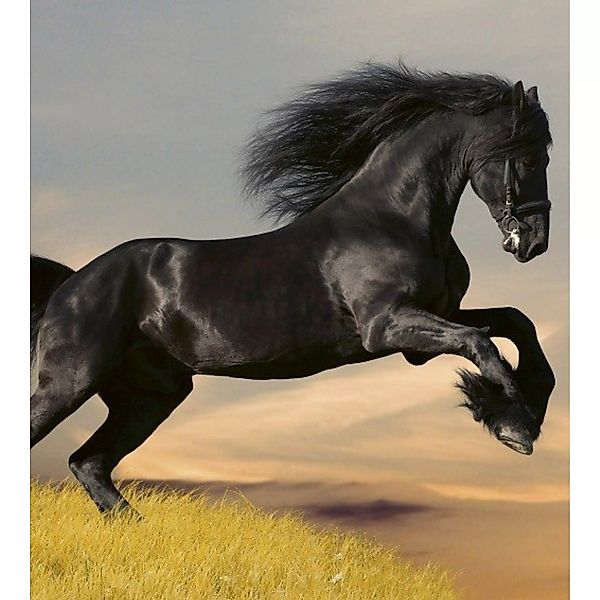 Fototapete HORSE  | MS-3-0228 | Schwarz | Digitaldruck auf Vliesträger günstig online kaufen