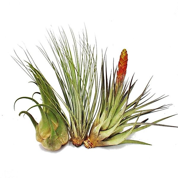 Exotenherz Zimmerpflanze 3 verschiedene XXL-Tillandsien im Set günstig online kaufen