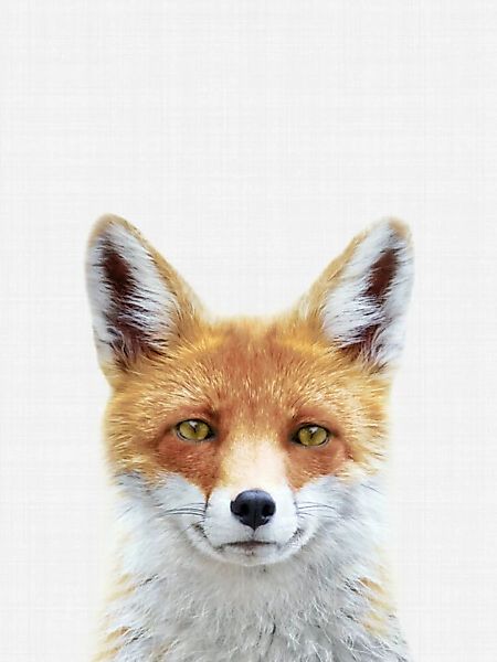 Poster / Leinwandbild - Fox günstig online kaufen