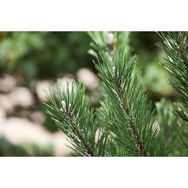 Pinus Mugo Gnom Bergkiefer Kompakt 125–150 cm günstig online kaufen
