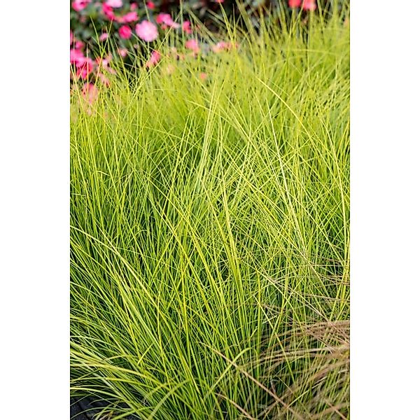 Carex Brunnea Camara Japan-Segge Grün 2 Liter Container günstig online kaufen