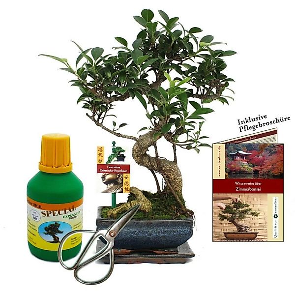 Exotenherz Geschenkset Bonsai Ficus Chinesischer Feigenbaum ca. 6 Jahre Alt günstig online kaufen