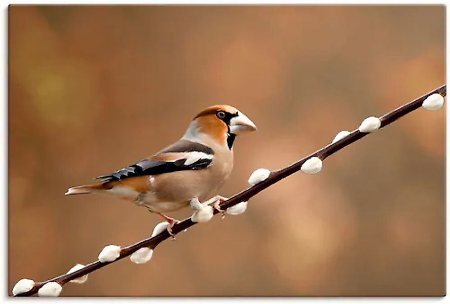 Artland Leinwandbild "Kernbeißer", Vogelbilder, (1 St.), auf Keilrahmen ges günstig online kaufen