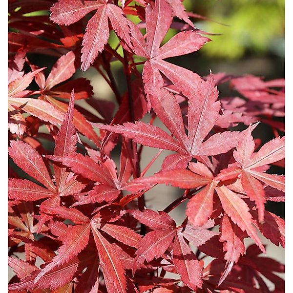 Fächerahorn Beni Otake 60-80cm - Acer palmatum günstig online kaufen